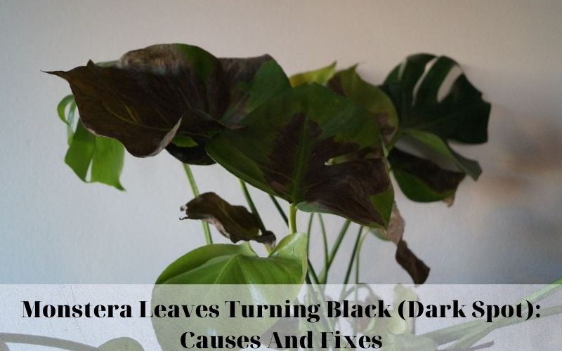 Why are Monstera leaves turning black? If you not..