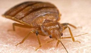 Bed Bug Treatment Melbourne | Bed Bug Pest Control Melbourne
