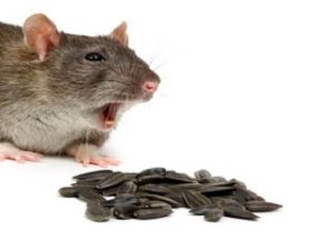 Rat Removal Melbourne, Rodent Control - Mice Pest Control