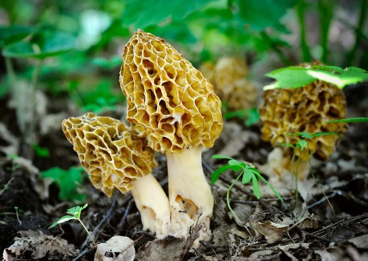 Digital Solution  Expert: Wild Harvest Mushrooms Hillsboro | Organic Food Subscription Box