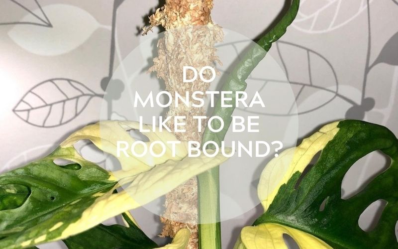 Do Monstera like to be root bound? Tips to get rid of it