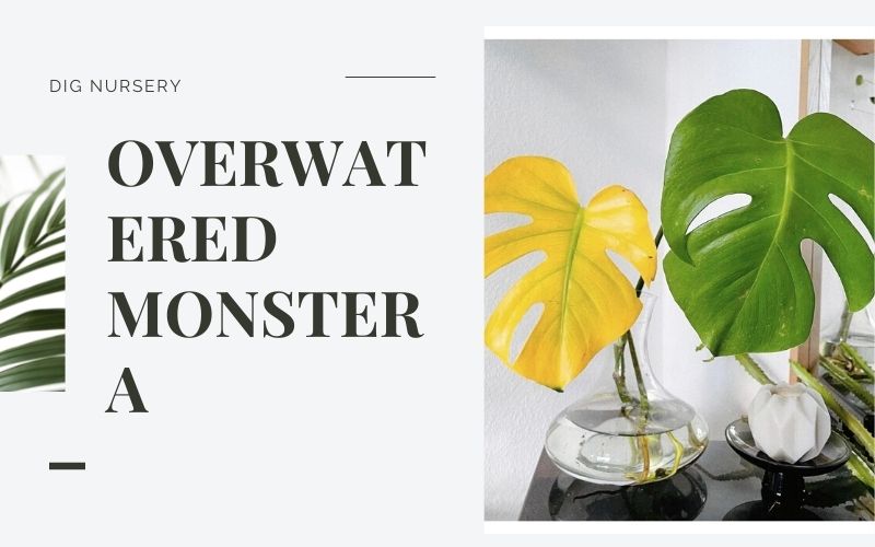Overwatered Monstera: Signs and fix Swiss Cheese Plant