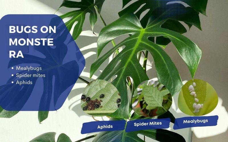 How to detect bugs on Monstera? The most common insects