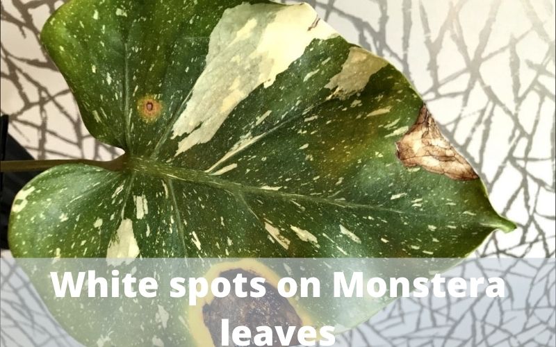 White spots on Monstera leaves? Causes and treatment