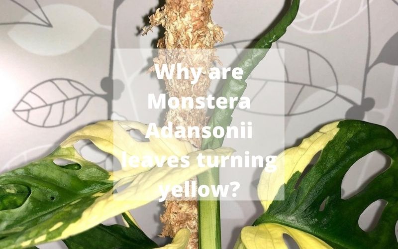 Why is Monstera Adansonii leaves turning yellow? How to fix