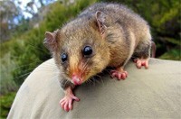 Why Possums Invade Home Spaces? - Here's The Reason