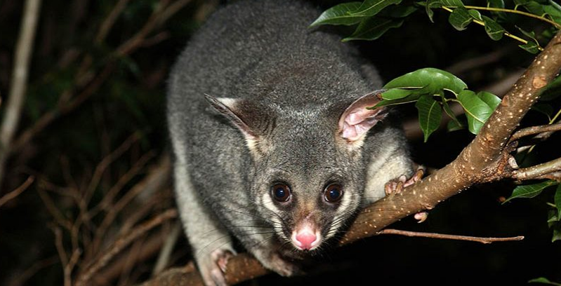 Possum Proof Your Home This Winter – Here’s Why?
