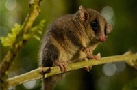 How to Deter Possum by Using Possum Control Methods in Melbourne?