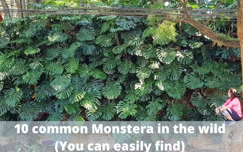 10 common Monstera in the wild (You can easily find)