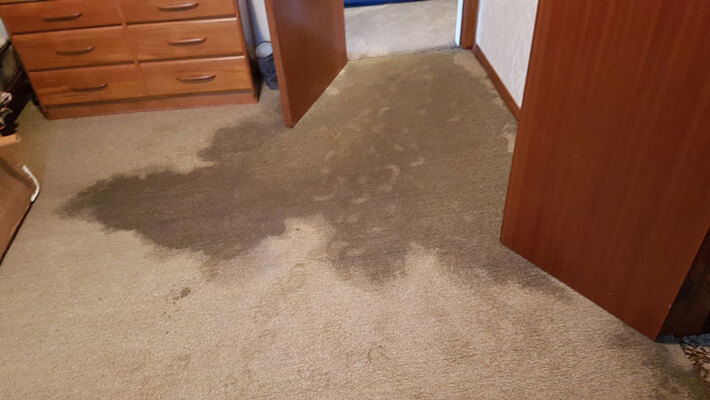 Most Important Advantage Of Hiring Emergency Carpet Drying Services - Software Support Member Article By Capital Facility Services